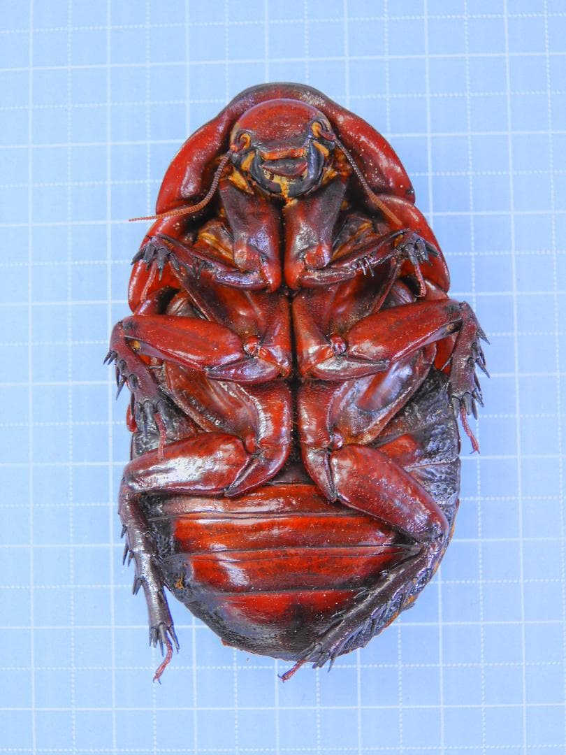 オーストラリア産 モグラゴキブリ 67mm