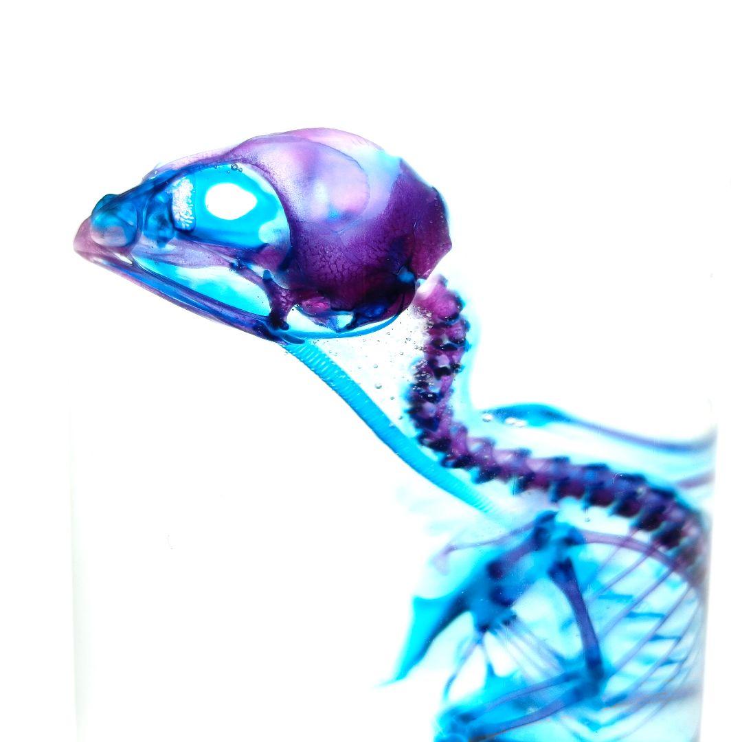 1点物☆極美品【透明骨格標本】ウズラ③ 約10cm ホウケイ酸