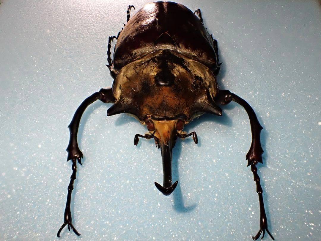 標本】イイジマゾウカブト ベネズエラ産 野外品 119.2ミリ