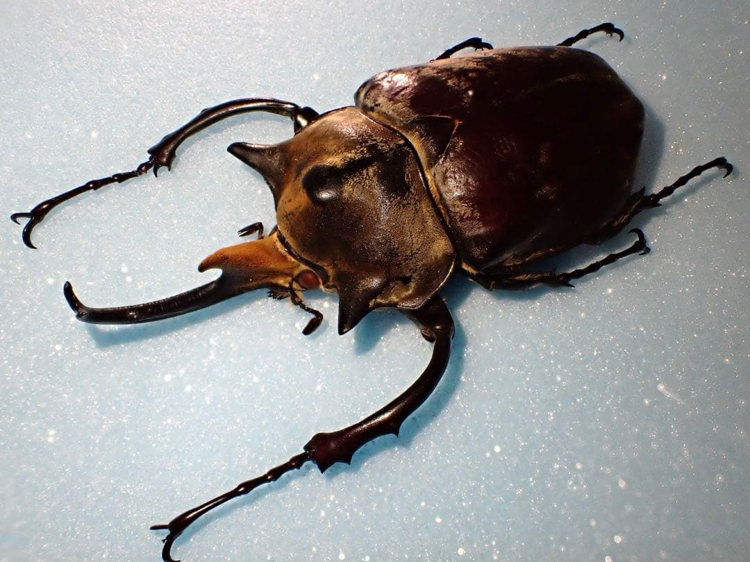 標本】イイジマゾウカブト ベネズエラ産 野外品 119.2ミリ ゾウカブト