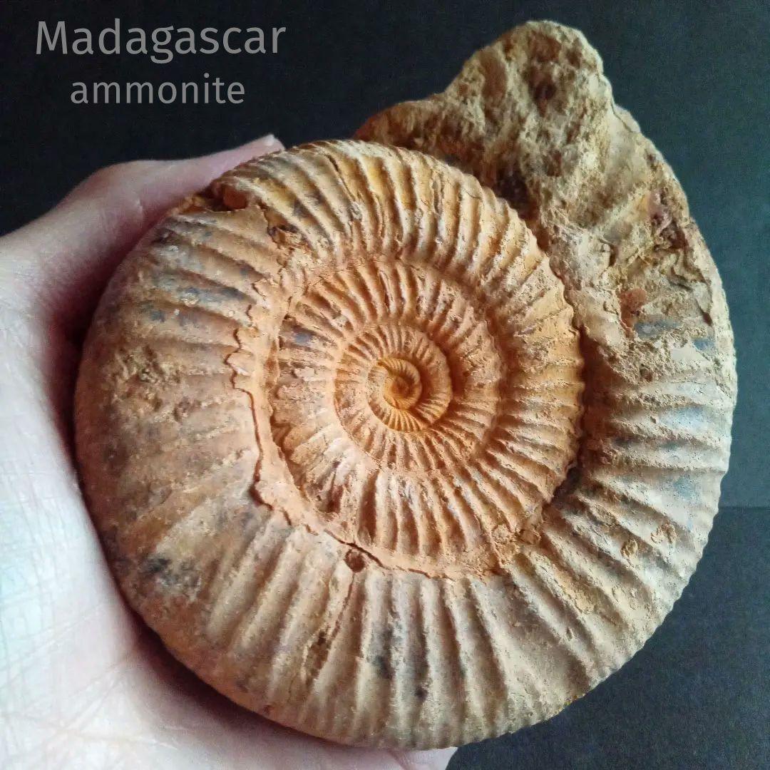 化石 骨格 標本 アンモナイト 特大 115 mm