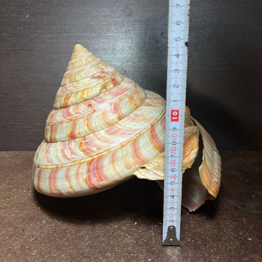 ケ*キ様 激レア 美品 東シナ海産 リュウグウオキナエビス