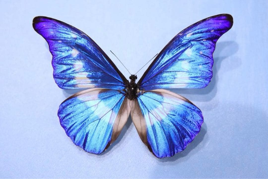 ヘレナモルフォ！標本2 Amazon.co.jp: 蝶の標本 ヘレナモルフォ Morpho helena モルフォチョウ