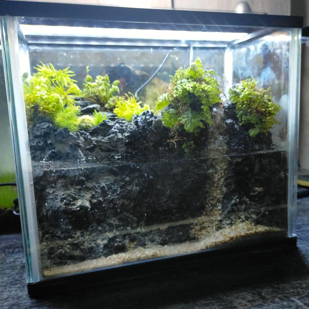 滝の流れるアクアテラリウム　イモリウムきなこもち