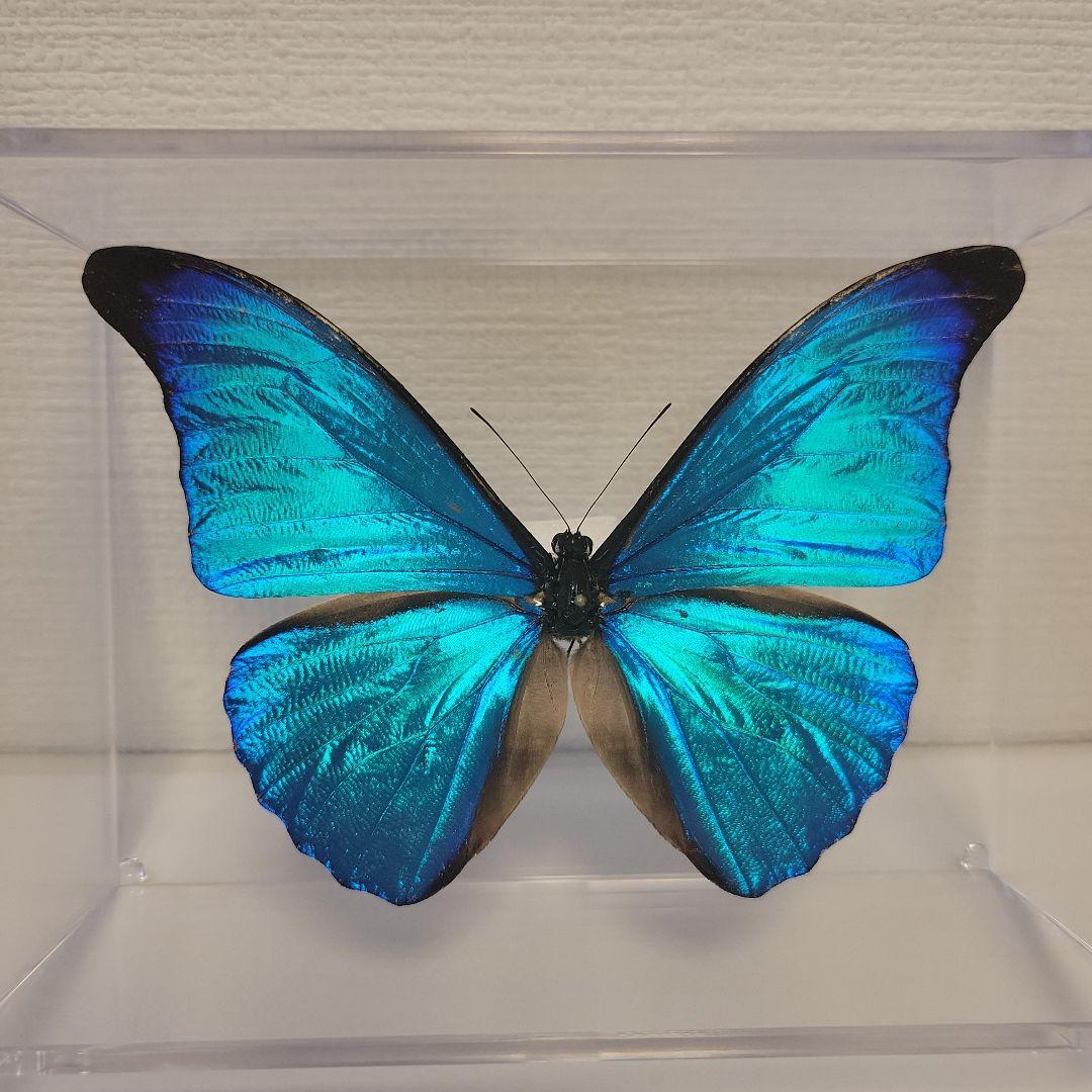 蝶の標本 熱帯ジャングルを舞う宝石(特珍A)