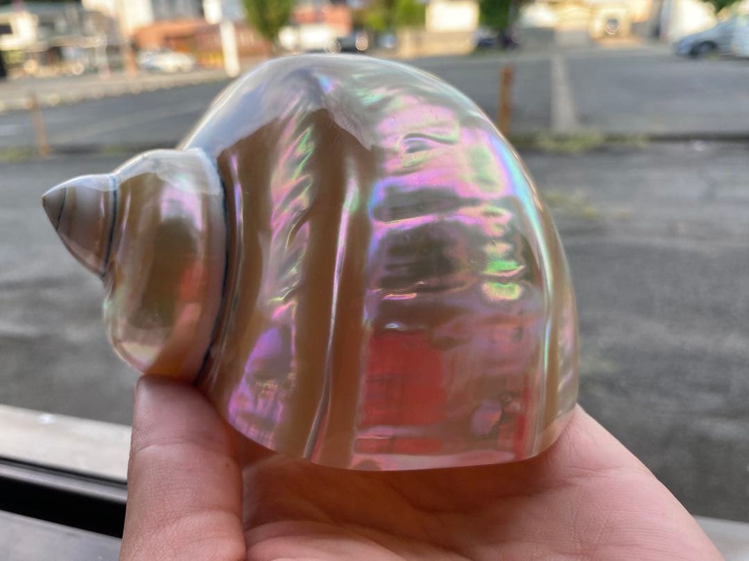 夜光貝 まとめ5個セット 美品 12-14cm 置物 色合いが美しい