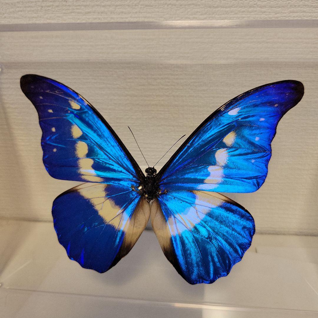 蝶の標本 熱帯の宝石(特珍) - メルカリ