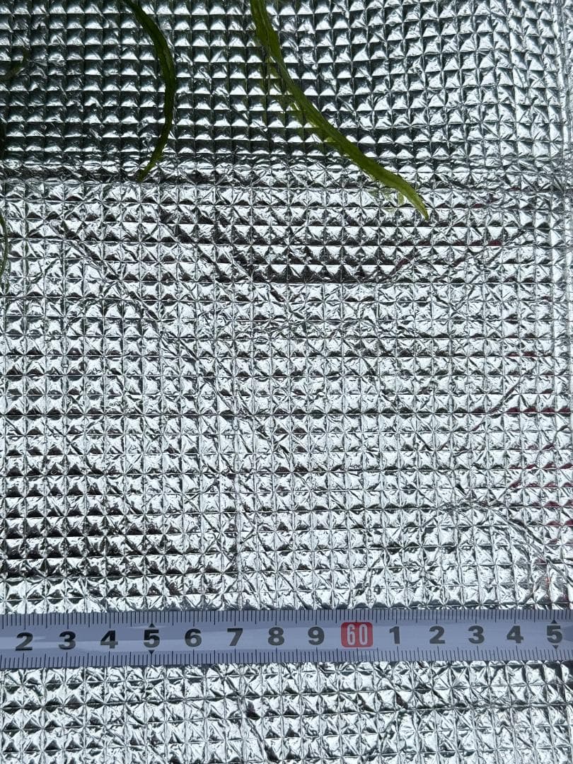 特大株 流木付 ミクロソリウム 本ナローリーフ 写真現物