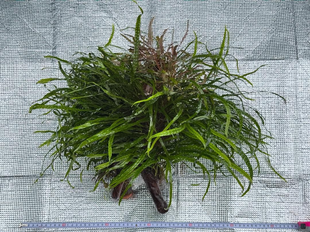 特大株 流木付 ミクロソリウム 本ナローリーフ 写真現物