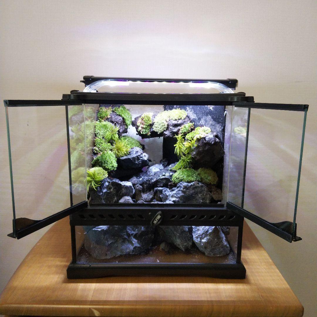 受注生産】イモリウムグラステラリウム3030苔テラリウムアクアテラリウム