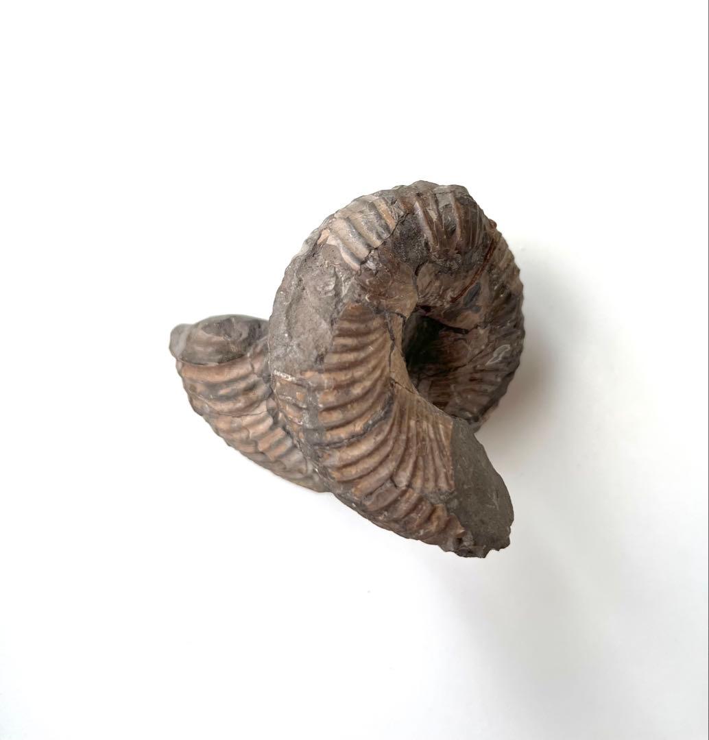 異常巻きアンモナイト化石