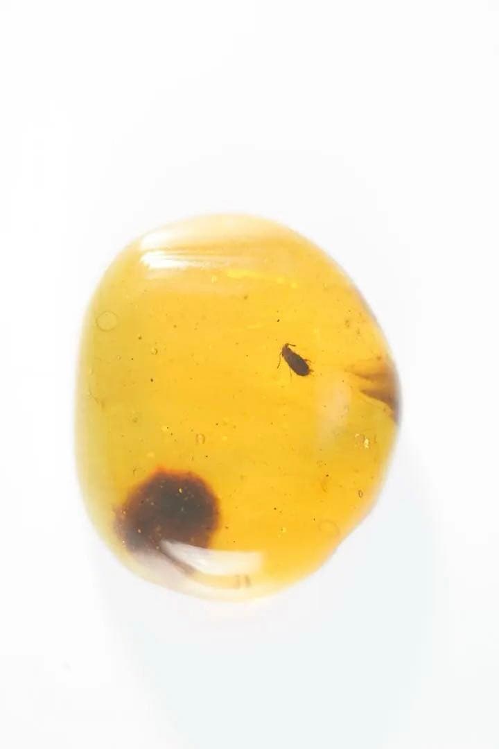 27ミリ級、ビッグ！ミャンマー産約1億年前の琥珀、虫や植物