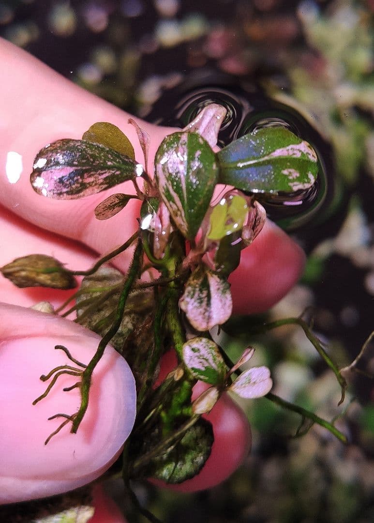 ブセファランドラsp ピンクバリエガータ