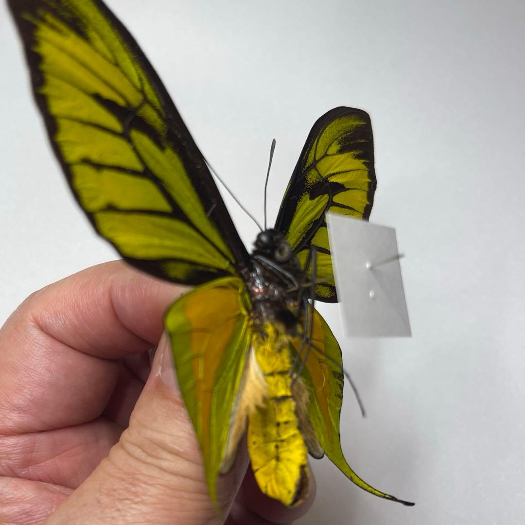 極楽トリバネアゲハ蝶 - メルカリ