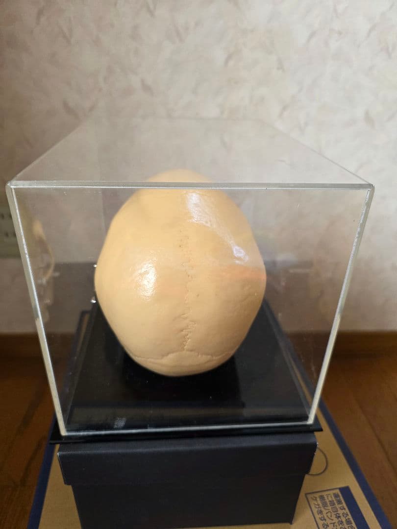 NISSIN DENTAL PRODUCTS 頭蓋骨模型 アンティーク ガイコツ - メルカリ