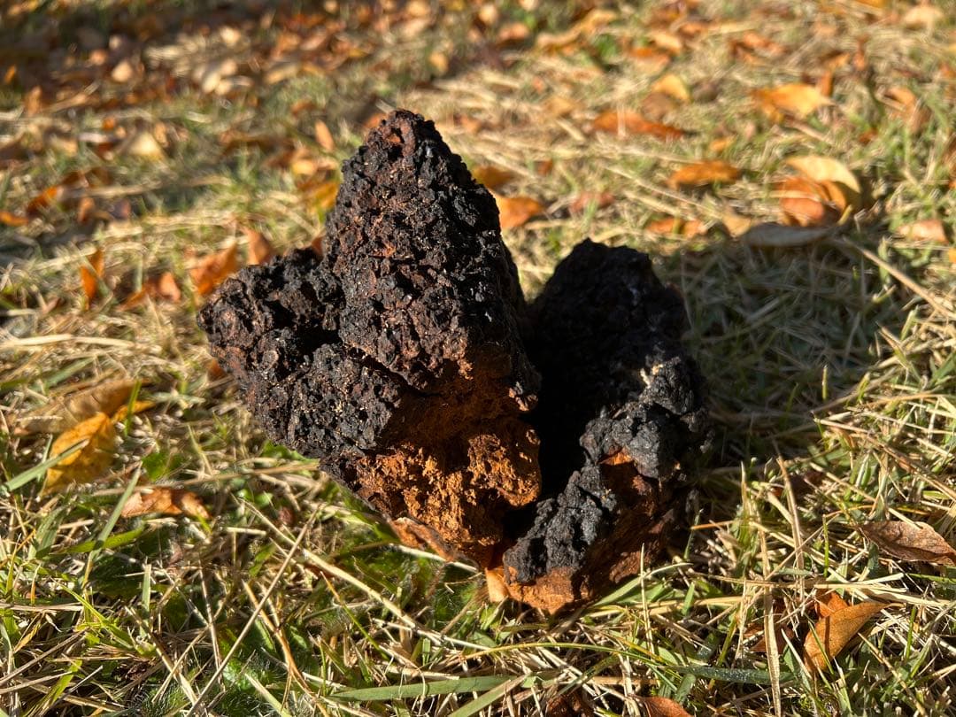 カバノアナタケ　チャーガ茶　【八幡平市産】640g 業務用 カバノアナタケ茶塊(原体)2.1kg(700g×3袋セット)北海道産