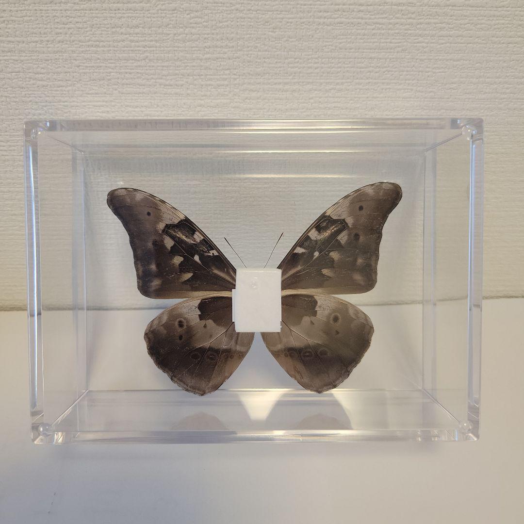 蝶の標本 熱帯ジャングルを舞う宝石(珍珍A)