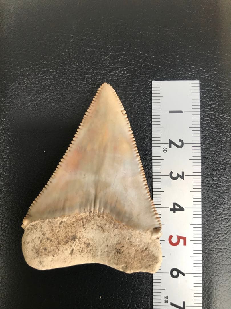 サメの歯 [GR215] ホホジロザメ ホオジロザメ 化石 コレクション サメ