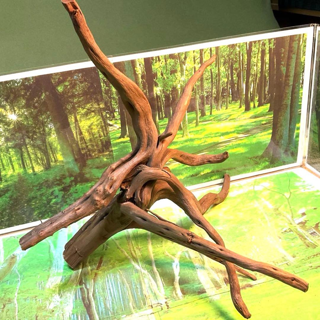 天然水槽用流木 どこから見てもカッコいい大サイズブランチウッド 煮沸