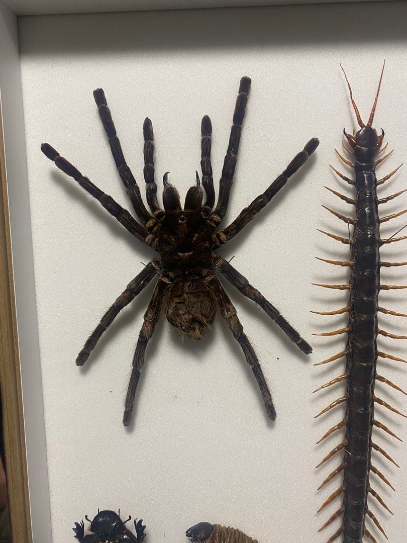 大型　ゴライアスバードイーター ギネス】ゴライアスバードイータータランチュラ ルブロンオオツチグモ