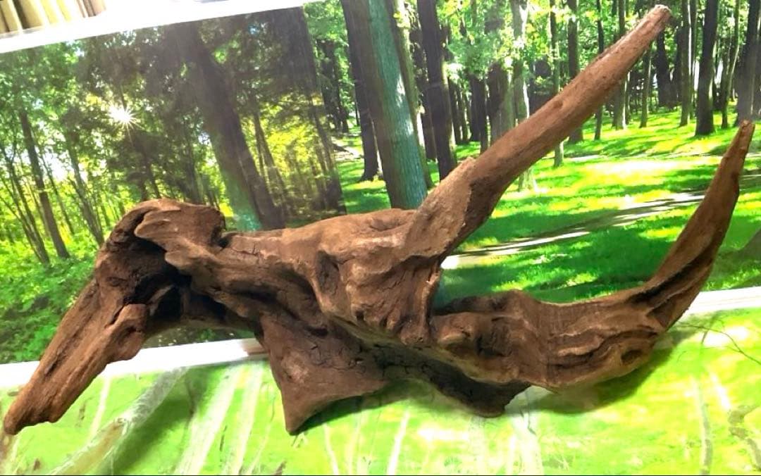 ココタルト　3点♪大ツノ2本のイケメン大型ホーンウッド等