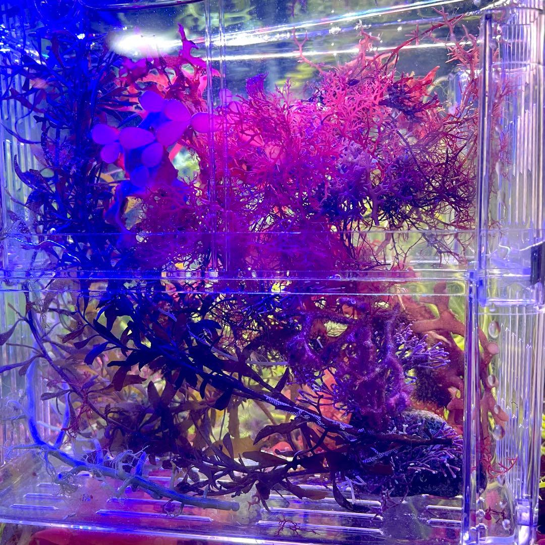 匿名・宅急便】 12/14まで 赤色海藻 セット 紅藻 +褐藻+緑藻 海藻 匿名・