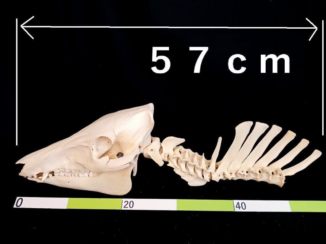 狩猟期前セール20％オフ】イノシシ♀56Kg頭骨・頸椎＋一部胸椎・
