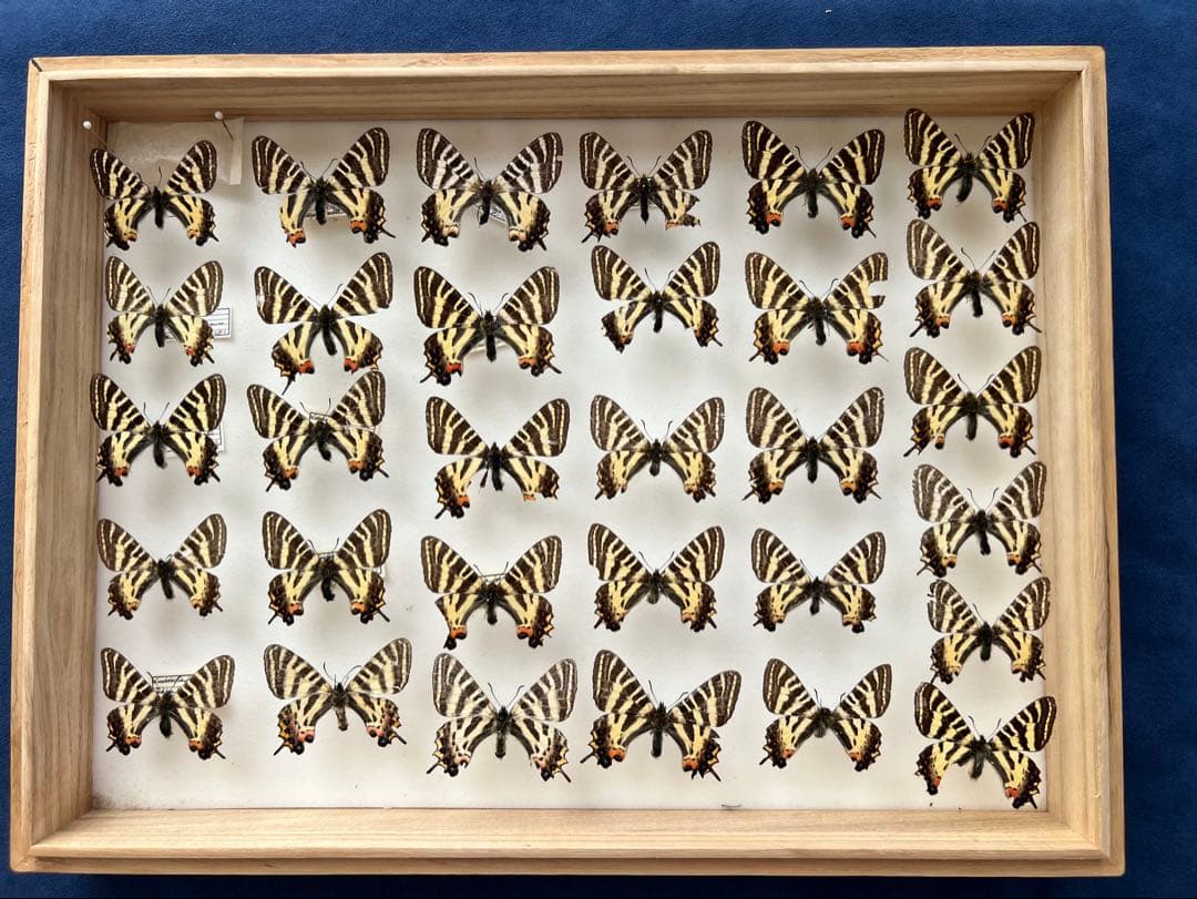 希少蝶の標本 ドイツ木製フレーム付き箱現状品のみ40x30x6cm 希少蝶の
