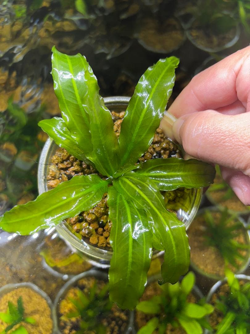 エキノドルス　サイサリス　AZ1110-18RS