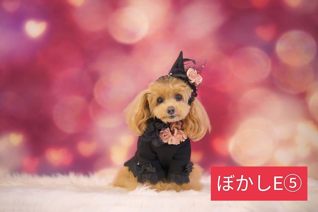 背景布秋XD③ペット撮影用フォトブースハロウィントリミングチョーカー