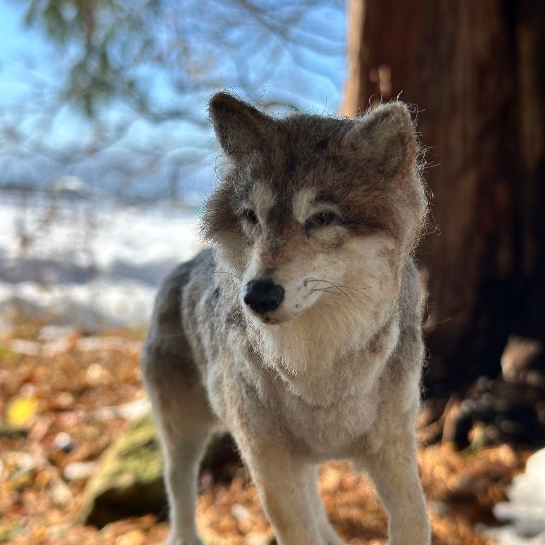 羊毛フェルト オオカミ 狼 】 ドールハウス 1/6 置物