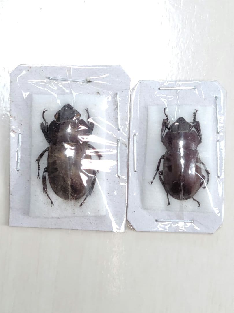 野外標本】ニグリータツヤクワガタ ペア Odontolabis nigrita 野外標本
