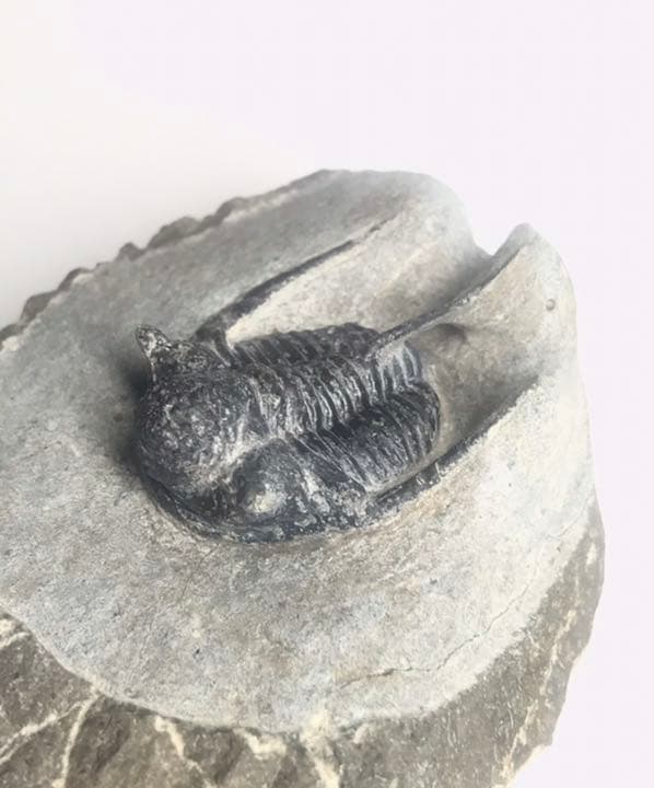 購入 三葉虫 化石 キファスピス 化石骨格標本三葉虫キファスピス30mm