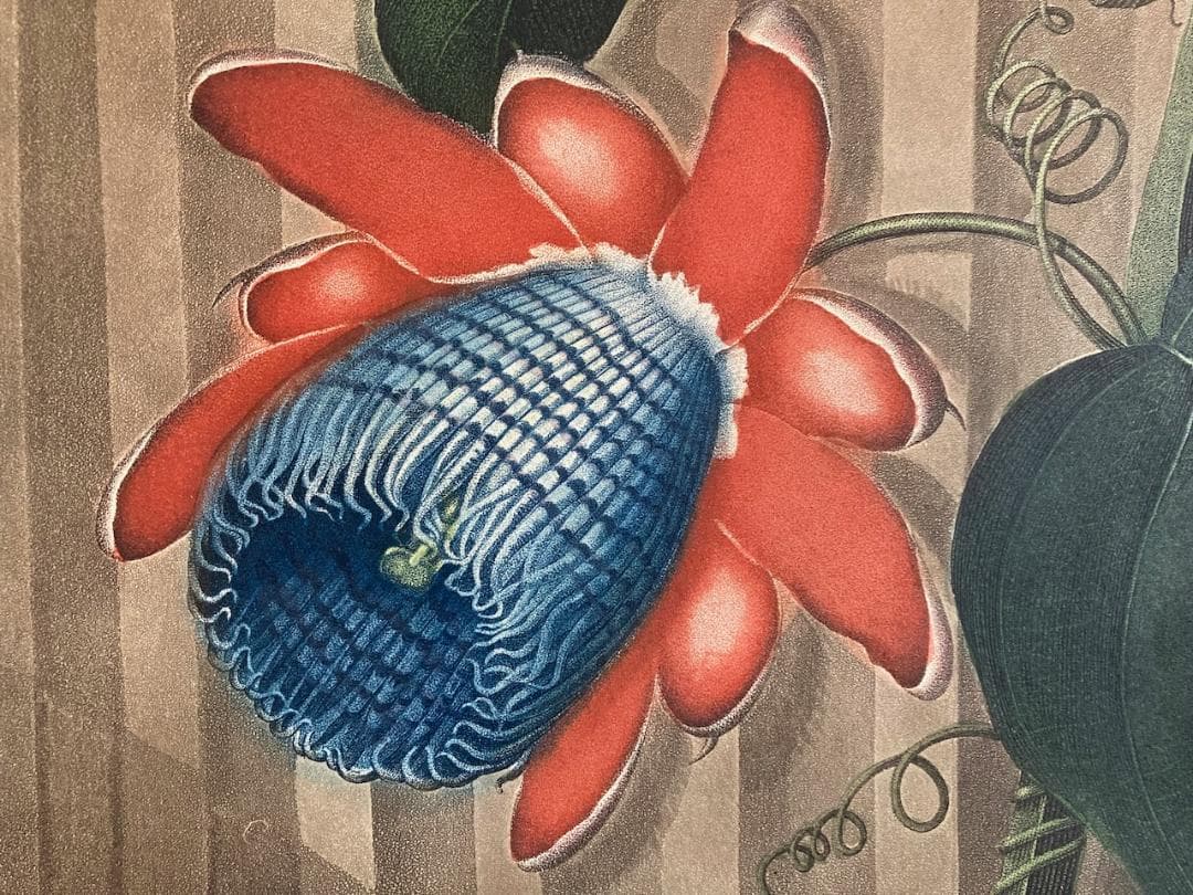 稀少 史上最美と称される《フローラの神殿》（初版）より『パッションフラワー』