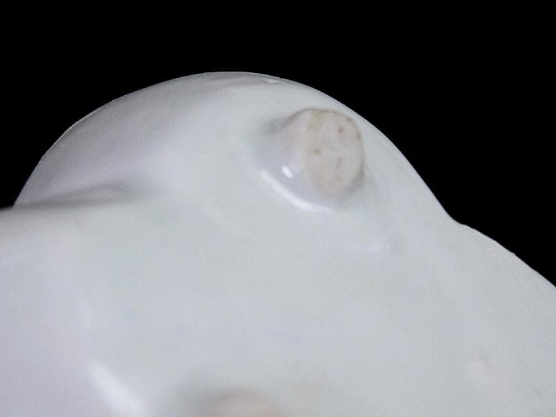 古伊万里　染付　岩に菊の図　梅型変形皿　豆皿　E585AS-CQy