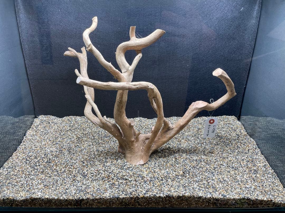 アクアリウム 流木 ブランチウッド ホーンウッド L2795 素材で変わる