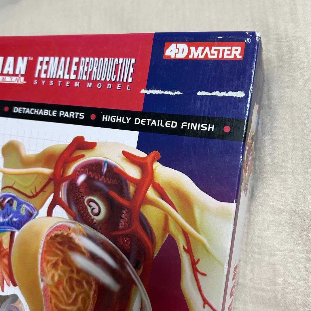 4D HUMAN ANATOMY 人体模型/成人/婦人科/泌尿器科 3種セット