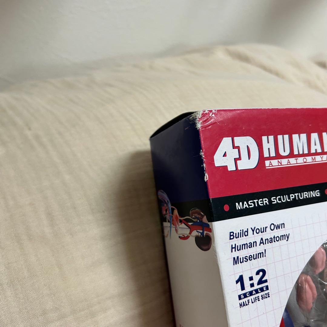 4D HUMAN ANATOMY 人体模型/成人/婦人科/泌尿器科 3種セット