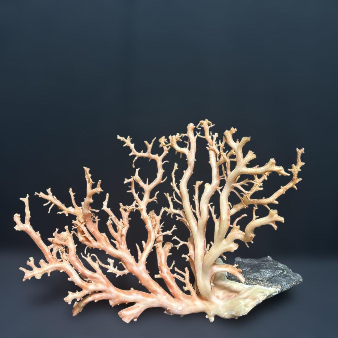 高知県産天然桃色珊瑚873グラム特大サイズ - メルカリ