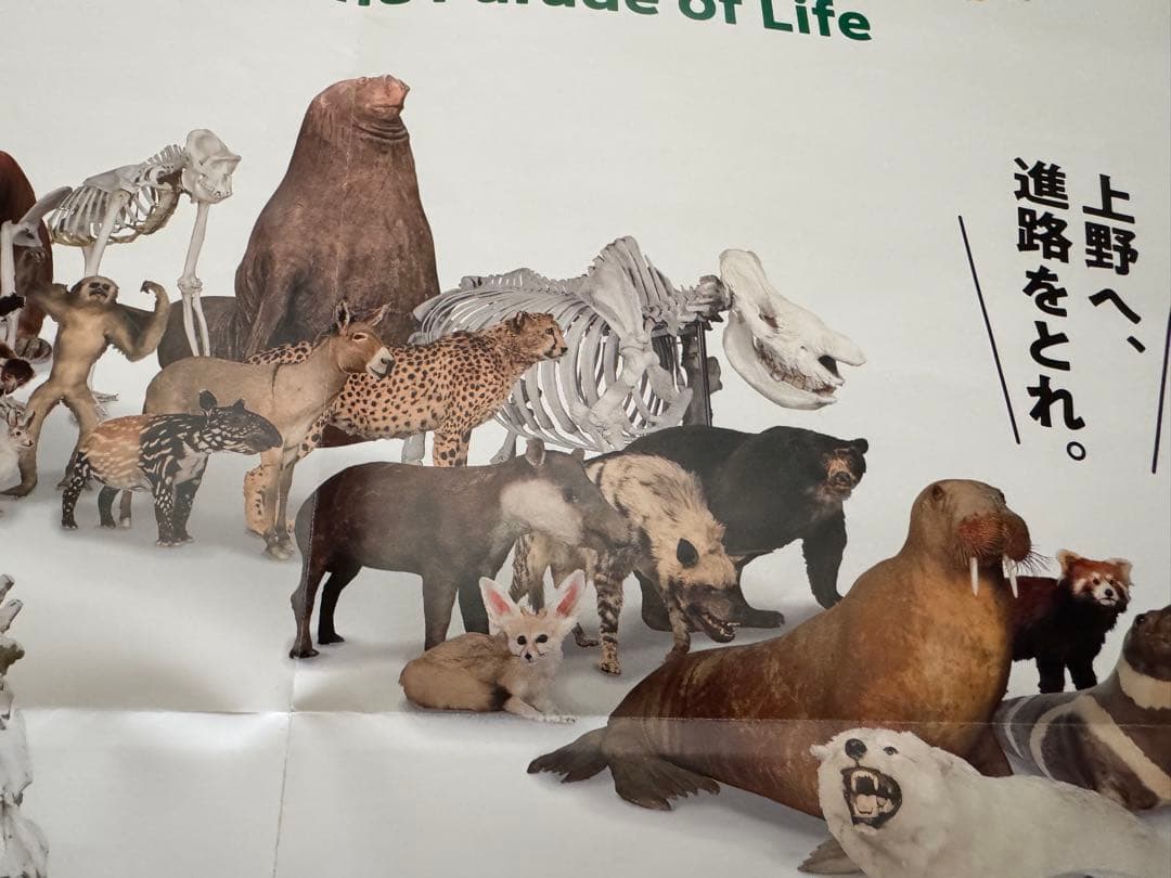 美品 大哺乳類展3 告知ポスター カラー版