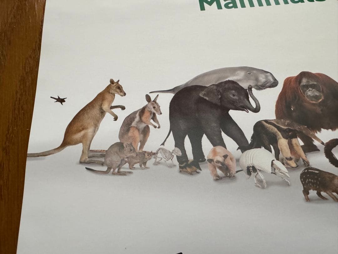 美品 大哺乳類展3 告知ポスター カラー版