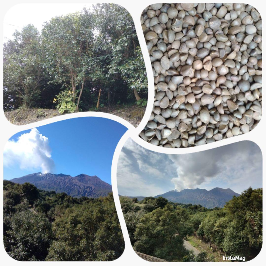 桜島産 椿油 2025年度 約1.8L 一升瓶