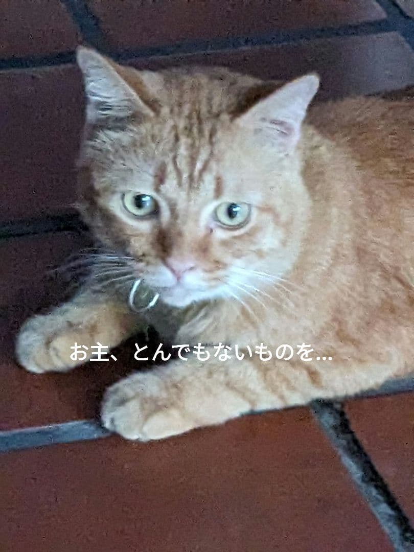 マジモノ…】動物の〇ちゃんを素材としたプラクルアン？呪物？すごい金