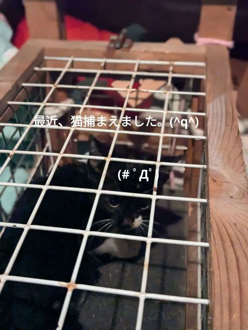 マジモノ…】動物の〇ちゃんを素材としたプラクルアン？呪物？すごい金