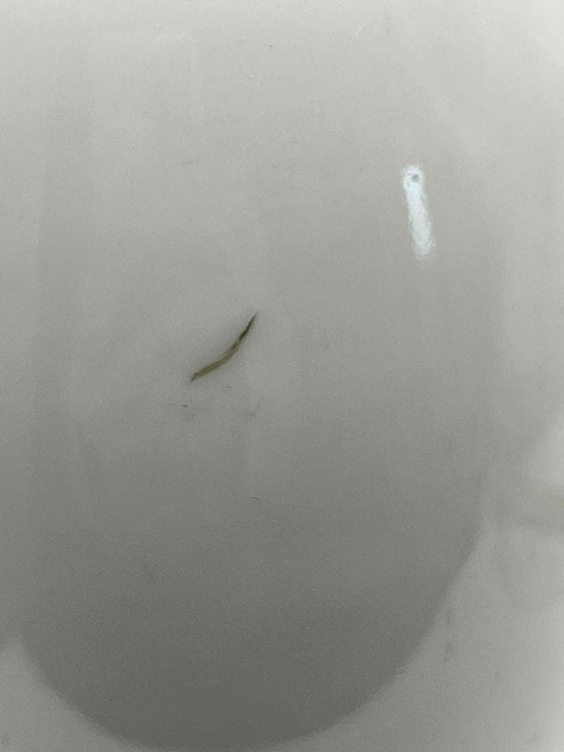 清康熙時代 【康熙年製】在銘 粉彩花鳥文瓶 琺瑯彩 花瓶