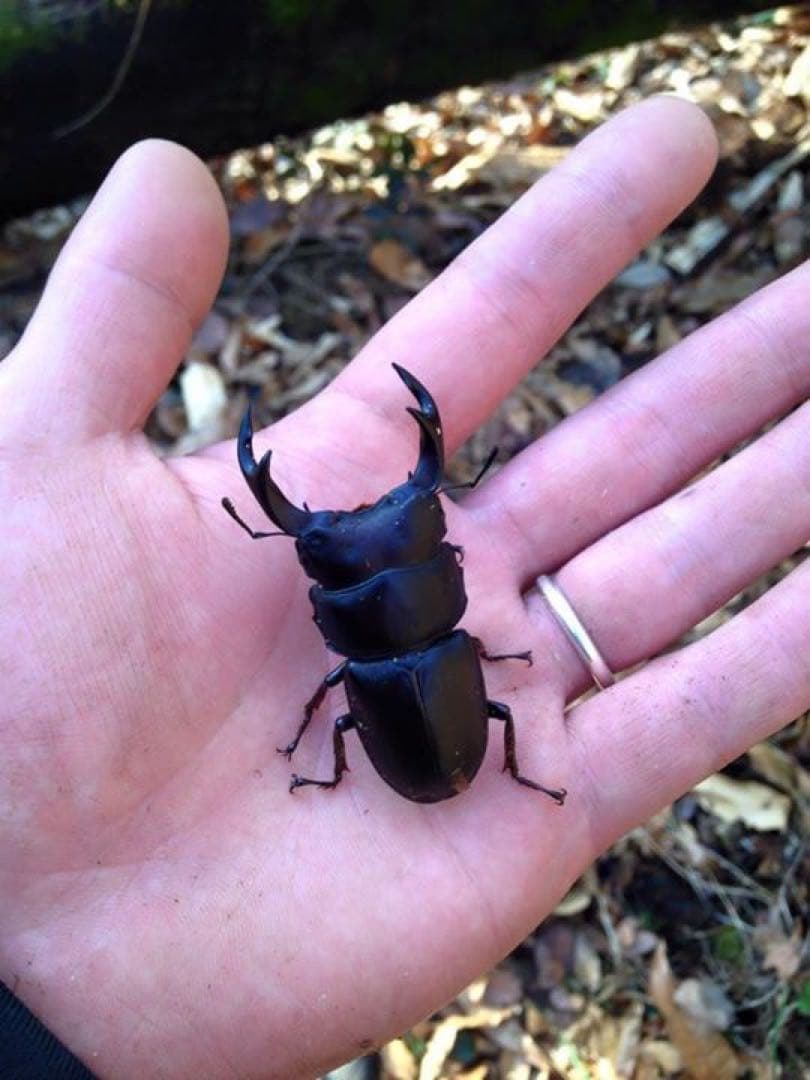 おるなーたMHHC様専用 オオクワガタ F0 材割成虫59㎜ 美形コン2
