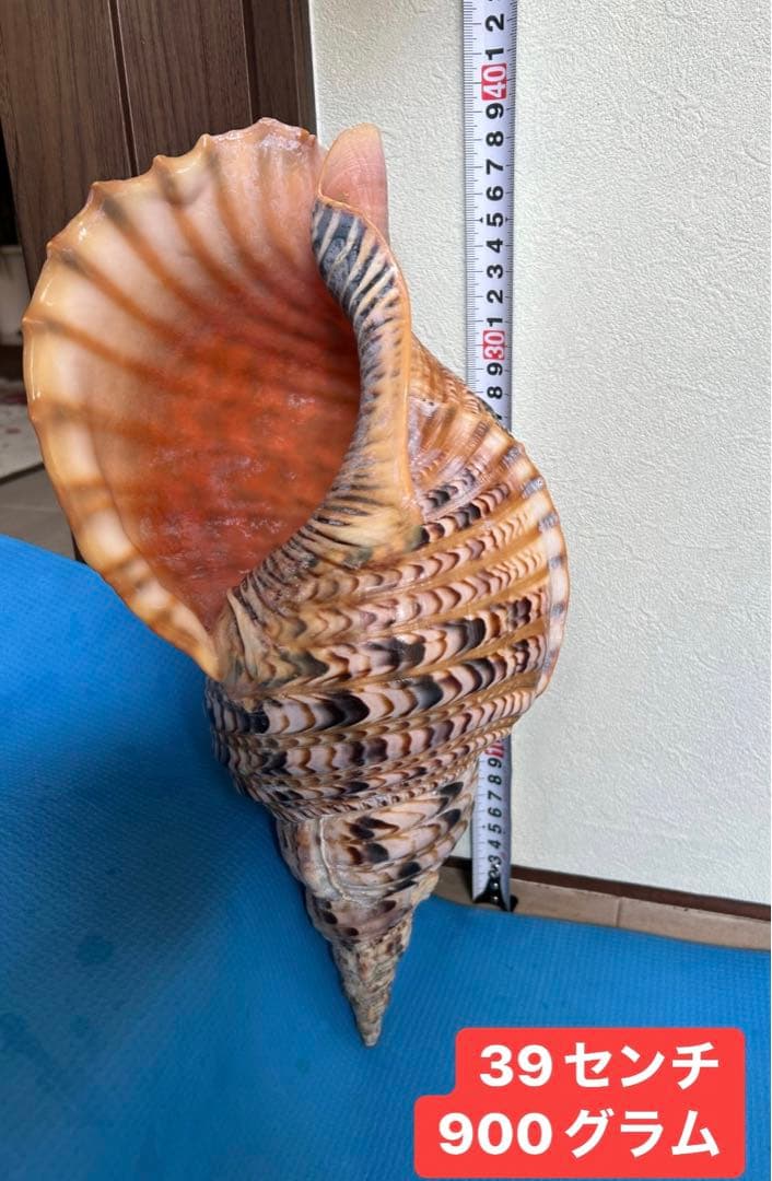 法螺貝 超特大 約39cmホラ貝 ほら貝 ほらがい 螺貝 ホラガイ