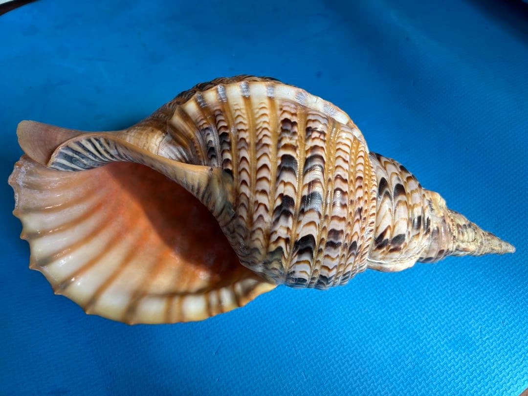 法螺貝 超特大 約39cmホラ貝 ほら貝 ほらがい 螺貝 ホラガイ