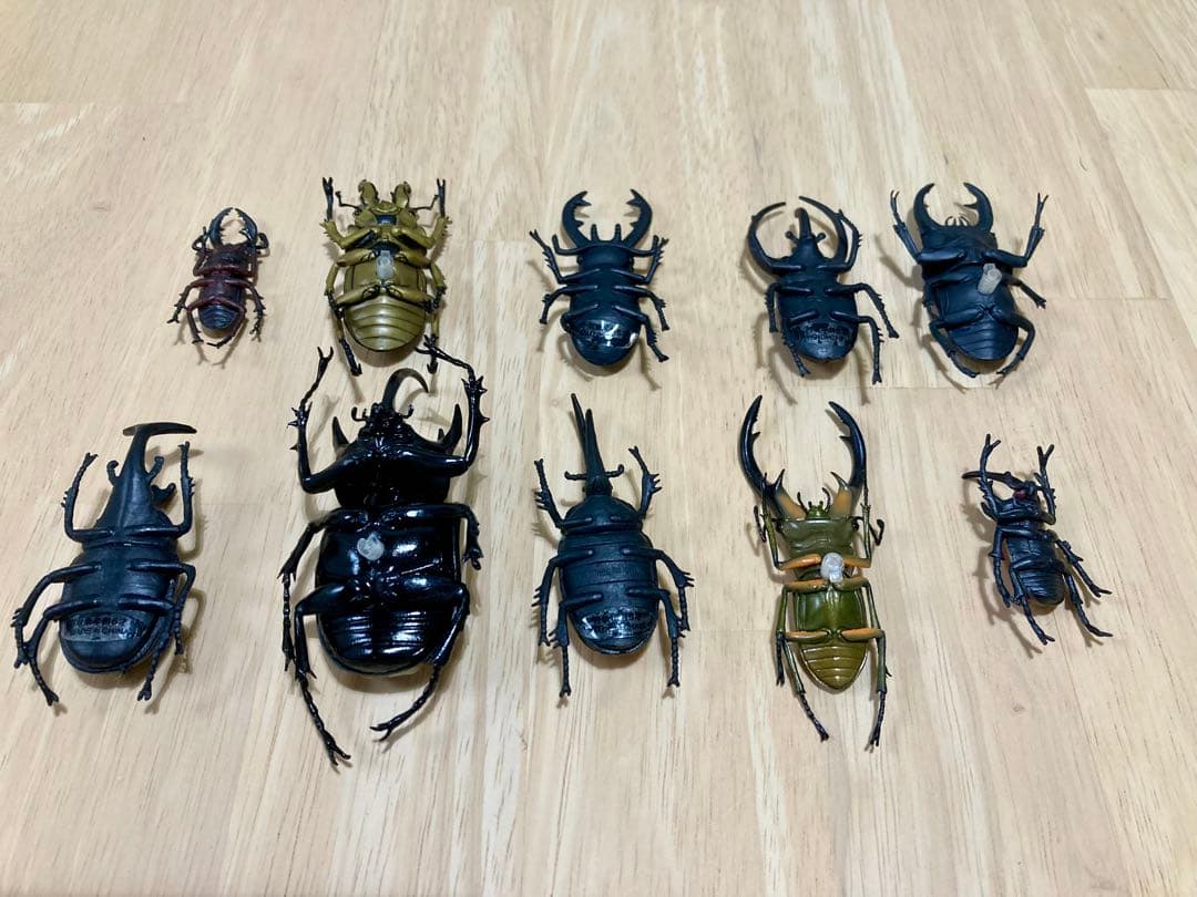 カブトムシ クワガタ 標本10匹セット - メルカリ
