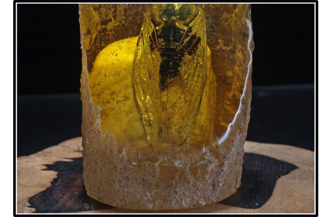 旧家初心だし 中国時代の化石 天然琥珀サソリ古美術 DE1656D4-2